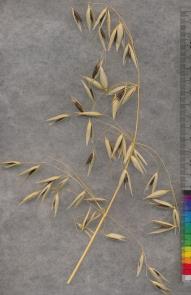 column PANICLE