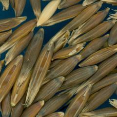 column KERNELS