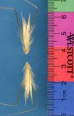 Click for 1 image(s) for this accession. SPIKE