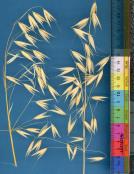 column PANICLE