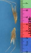 Click for 1 image(s) for this accession. SPIKE