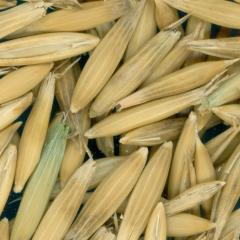 column KERNELS