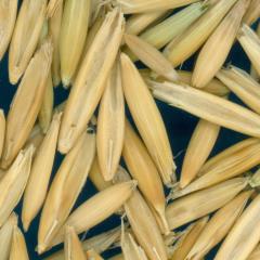column KERNELS