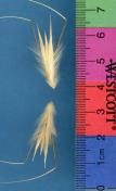 Click for 1 image(s) for this accession. SPIKE