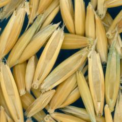 column KERNELS