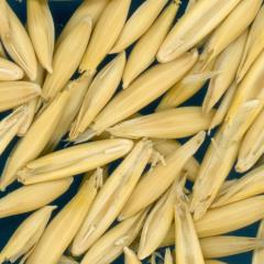 column KERNELS