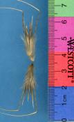 Click for 1 image(s) for this accession. SPIKE