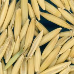 column KERNELS