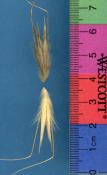 Click for 1 image(s) for this accession. SPIKE