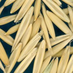 column KERNELS