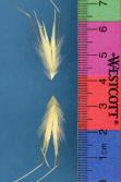 Click for 1 image(s) for this accession. SPIKE