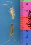 Click for 1 image(s) for this accession. SPIKE