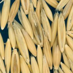 column KERNELS