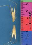 Click for 1 image(s) for this accession. SPIKE