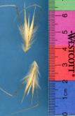 Click for 1 image(s) for this accession. SPIKE