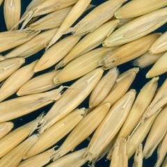 column KERNELS