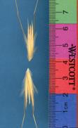 Click for 1 image(s) for this accession. SPIKE