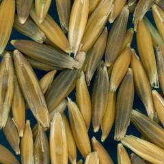 column KERNELS