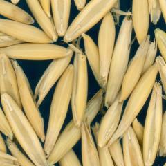 column KERNELS