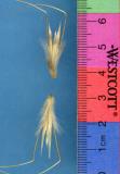 Click for 1 image(s) for this accession. SPIKE