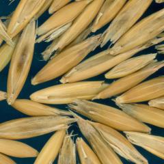 column KERNELS