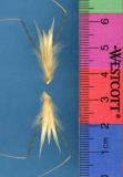 Click for 1 image(s) for this accession. SPIKE