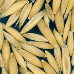 column Kernels