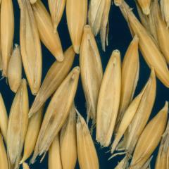 column KERNELS