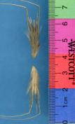 Click for 1 image(s) for this accession. SPIKE