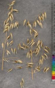 PANICLE