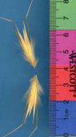 Click for 1 image(s) for this accession. SPIKE