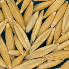 column Kernels