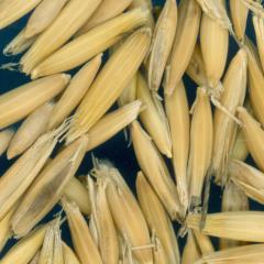 column KERNELS