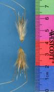 Click for 1 image(s) for this accession. SPIKE