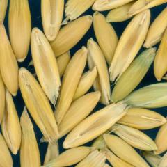 column Kernels