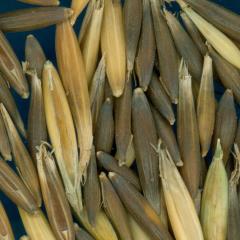 column KERNELS
