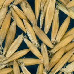 column KERNELS