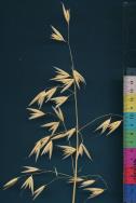 column PANICLE