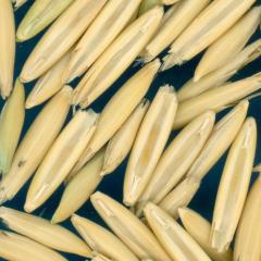 column KERNELS