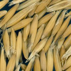 column KERNELS