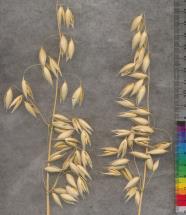 column PANICLE