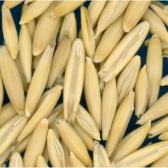 column KERNELS