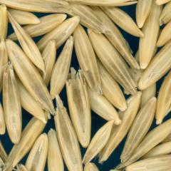 column KERNELS