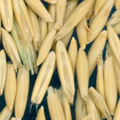 column KERNELS