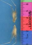 Click for 1 image(s) for this accession. SPIKE