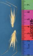 Click for 1 image(s) for this accession. SPIKE