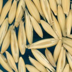 column KERNELS
