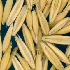 column KERNELS