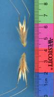 Click for 1 image(s) for this accession. SPIKE