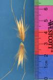 Click for 1 image(s) for this accession. SPIKE